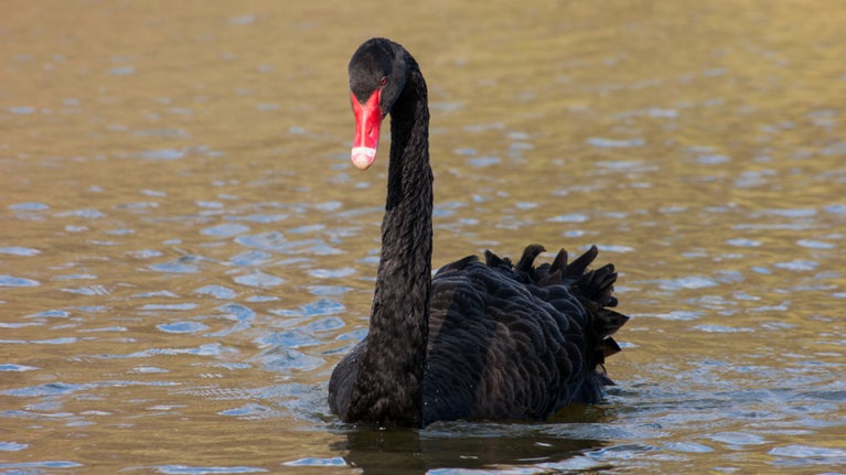 Black Swan on the lake at Chartwell